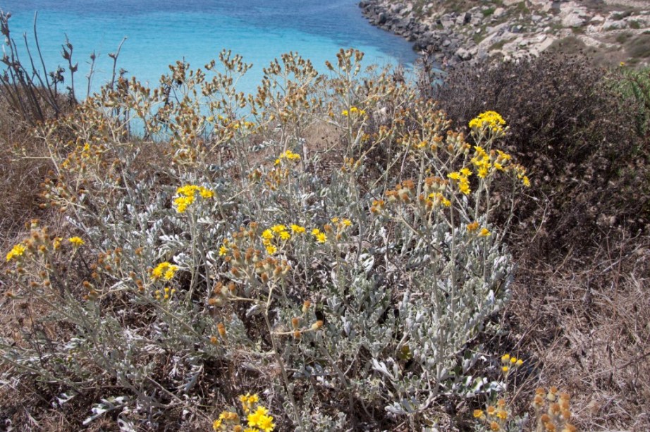 Jacobaea maritima subsp. sicula / Senecione siciliano